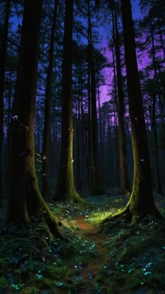 a path in the middle of a forest with glowing lights coming from it's trees