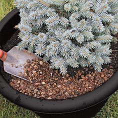 a person is shoveling dirt into a potted plant