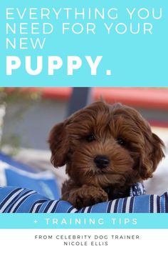 a brown puppy sitting on top of a blue chair with the words everything you need for your new puppy training tips from celebrity dog trainer