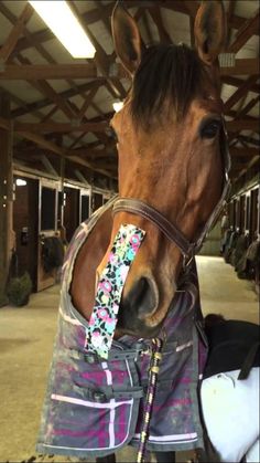 a brown horse wearing a floral shirt and bridle