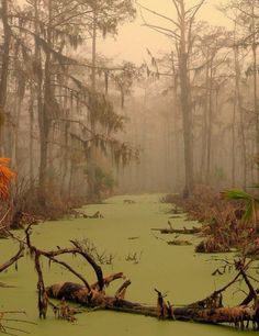 the swamp is covered in green algae and trees