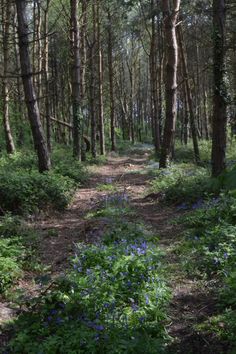 a path in the woods with blue flowers