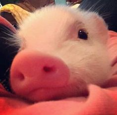 a small white pig laying on top of a person's lap with its nose sticking out