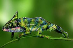 a colorful chamelon sitting on top of a leaf