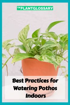 The pothos plant, known for its hardy nature and attractive leaves, is a common choice for indoor gardening. However, figuring out the right watering schedule can be challenging. This article will provide detailed information on how often to water your indoor pothos, taking into account environmental factors like light and humidity. By following our tips, you can maintain a healthy and thriving pothos that brightens up your home.