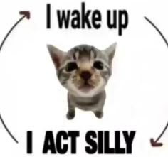 a cat that is sitting in the middle of a circle with words on it saying i wake up, i act silly