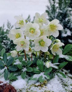 some white flowers are growing out of the snow