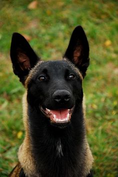 a black and brown dog sitting on top of a lush green field