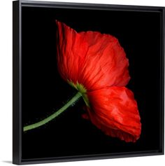 a red flower on a black background framed canvas print wall art home decor room decoration