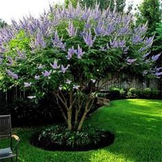 a tree with purple flowers is in the middle of a green lawn and some chairs