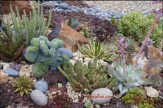 many different types of plants and rocks in a garden area, including succulents