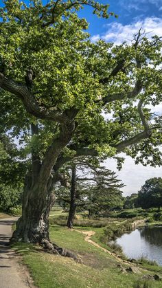 a large tree sitting next to a river