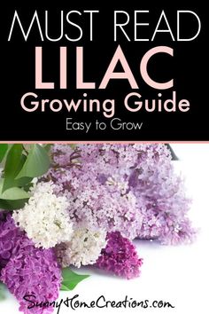 lilac flowers with text overlay that reads must read lilac growing guide easy to grow