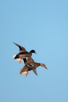 two ducks are flying in the blue sky