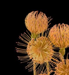 three yellow flowers are shown against a black background