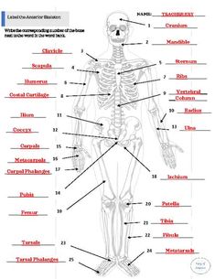 the human skeleton and its major bones are labeled in this diagram, which includes labels for each