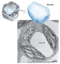 the structure of an animal's stomach is shown in this diagram, and shows how it