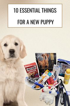 a dog sitting on the floor next to its owner's items