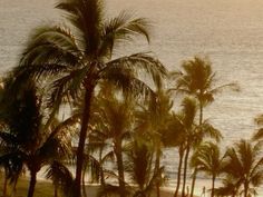 palm trees line the beach as the sun sets