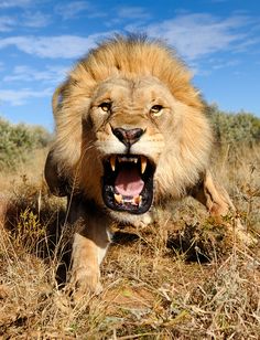 a black and white photo of a lion with it's mouth open in the grass