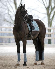 a brown horse standing on top of a dirt field