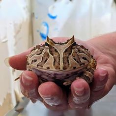 a person holding a small frog in their hand