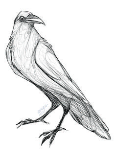 a black and white drawing of a bird