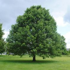 a large green tree sitting in the middle of a field