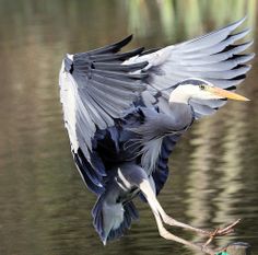 the bird is flying over the water with it's wings spread out and feet in the air