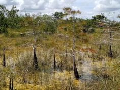 swampy area with dead trees in the foreground and clouds in the sky above