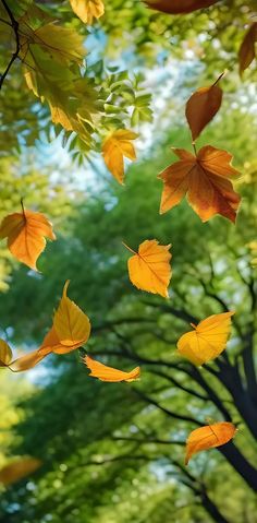 autumn leaves are falling from trees in the park