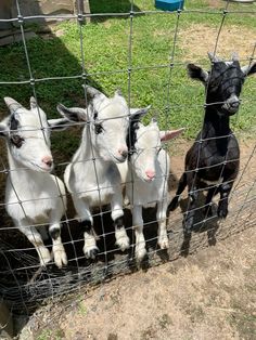 Goats in Gatlinburg Silly Goat, Pygora Goats, Cute Animals Together, Goat Breeds, Animals Together, Pygmy Goats