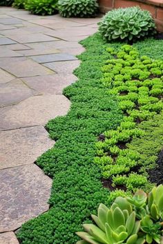 green plants are growing on the side of a brick wall in a garden area with stone pavers