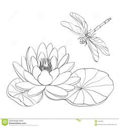 water lily and dragonfly flying over it