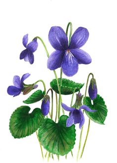 purple flowers and green leaves on a white background