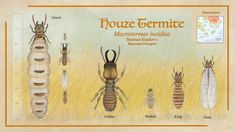 an illustration of some bugs and termites on a sheet of paper that says nouze fermice