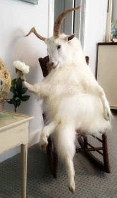 a goat is sitting in a rocking chair