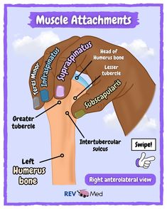 a poster with the words muscle attachments and their corresponding parts on it's side