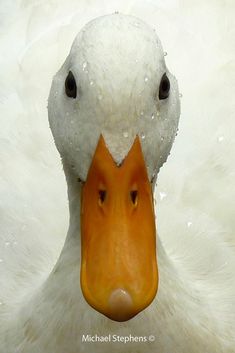 a close up of a duck with water droplets on its head