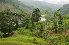 a lush green forest filled with lots of trees and grass covered mountains in the background