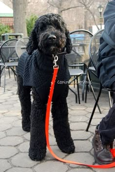 a black poodle wearing a sweater and leash standing on a brick walkway next to tables