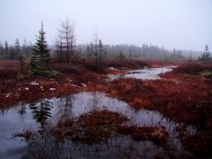 a swampy area with water and trees in the background on a foggy day