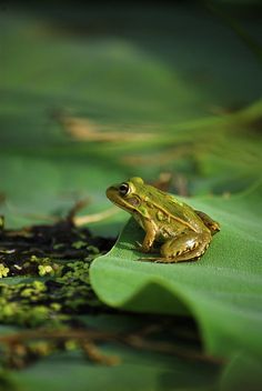 a frog sitting on top of a green leaf