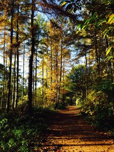 a dirt road surrounded by trees and leaves