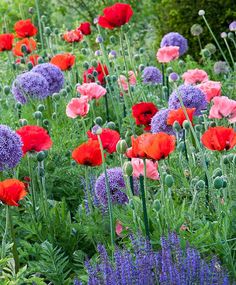 a field full of red and purple flowers