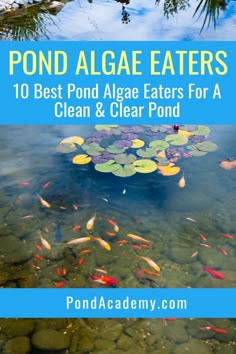 pond algae eaters with text overlay that reads, 10 best pond algae eaters for