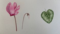 two pink flowers and a green leaf on a white background with watercolor pencils