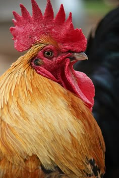 a close up of a rooster's head with other chickens in the background