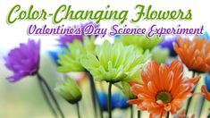 colorful flowers with the words color changing flowers valentine's day science experiment on them