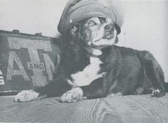 a black and white dog wearing a hat on top of a wooden floor next to a suitcase